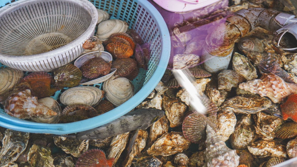 地元の貝・牡蠣などの食材